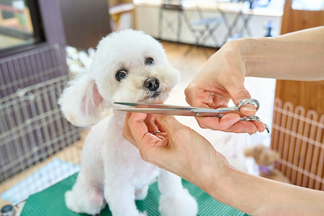 Essential Pet Care Products Every Pet Owner Needs in 2025