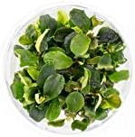 Bucephalandra sp. 'Green Wavy' in Vitro Tissue Culture Cup-PawvioPets