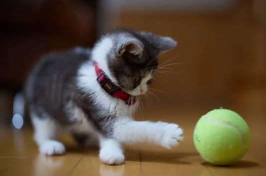 Bio Pet Active Kitten Milk Replacer - Easy-to-Digest Milk Powder with Vitamins, Minerals and Taurine for Kittens and Mothers, 7.05 oz-PawvioPets