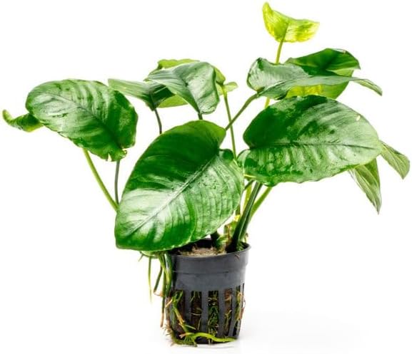 Anubias Live Aquarium Plants - Potted Freshwater Plant for Fish Tanks, Terrariums - Beginner Friendly Low Light (Barteri Wrinkle Leaf, 1 Pot)-PawvioPets