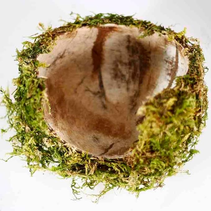 Coconut Hamster Hideout Hamster House Gerbil Cage for Small Animals with a Bundle of Apple Sticks a Carrot (Green)-PawvioPets