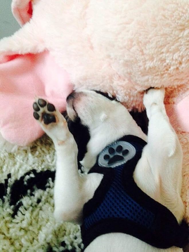 BINGPET Dog Vest Harness -Light Weight Breathable Sports Mesh - Pet Adjustable Harness Puppy Padded Harnesses Dog Vest Harness for Small Dogs-PawvioPets