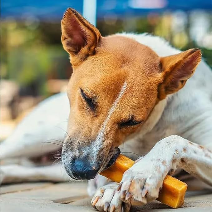 Dogsee Original Himalayan Yak Chews for Dogs (Medium - 2 Bars) | 100% Natural | Dog Treats Healthy | No Grain, No Gluten | for Teeth Cleaning-PawvioPets