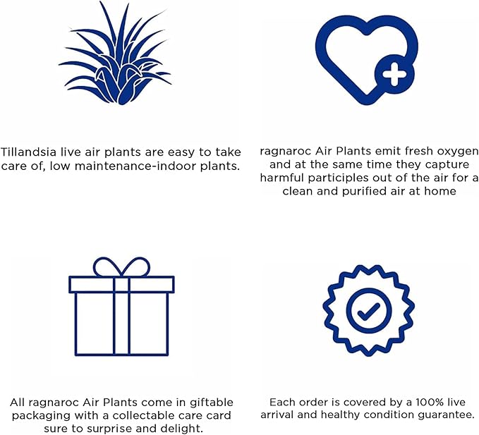 Air Plants - Tillandsia Funckiana Hybrid, Large 5-7" - 2ct - Live Arrival Guaranteed - House Plants for Home Decor & Gift-PawvioPets