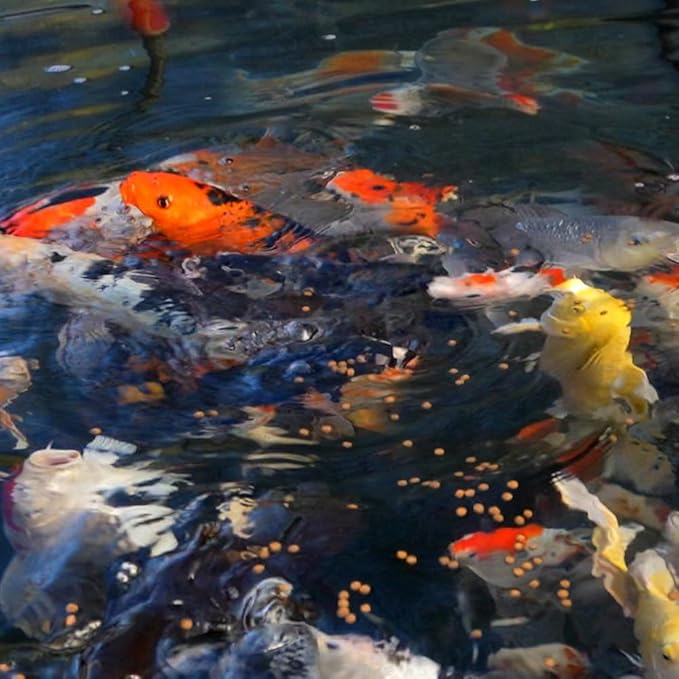 Blue Ridge Koi Fish Food 50lb - Platinum Pro Formula Goldfish Food, Premium Pond Pellets-PawvioPets