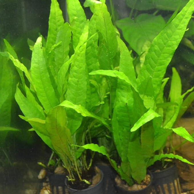 3 Aquatic Plants Bundle | Live Plants for Freshwater Aquariums (3 X Microsorum Java Fern Plants)-PawvioPets