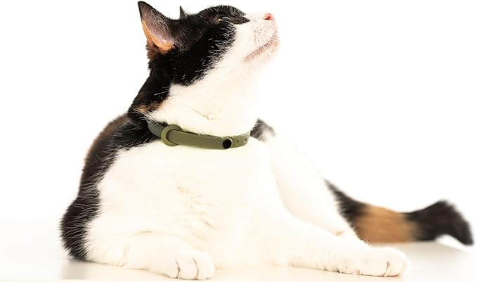 Breakaway Cat Collar - Soft, Comfortable, and Lightweight Safety Buckle Collar with Name Tag Ring for Outdoor Cats and Sensitive Skin Kittens by Nuvuq (6 ⅞" to 10 ¼", Green)-PawvioPets