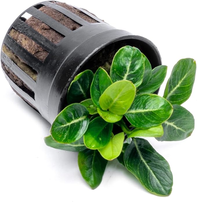 Anubias Live Aquarium Plants - Potted Freshwater Plant for Fish Tanks, Terrariums - Beginner Friendly Low Light (Giant Stardust, 1 Pot)-PawvioPets