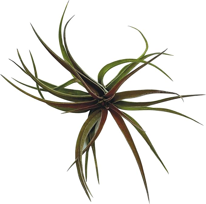 Air Plants - Tillandsia Brachycaulos Abdita, Large 4-6" - 1 ct - Live Arrival Guaranteed - House Plants for Home Decor & Gift-PawvioPets