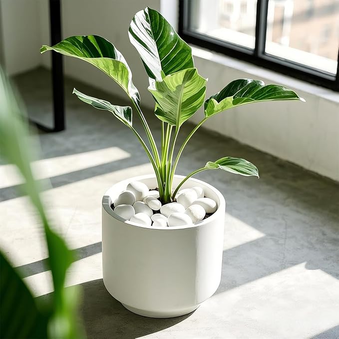 5 Lbs River Rocks for Plants,0.4-1.2 Inch Decorative Ornamental Pebbels, High Polished Stones for Garden Landscaping, Smooth Gravel Filler for Outdoor Plants, Succulents, Fish Tank and Vases, White-PawvioPets