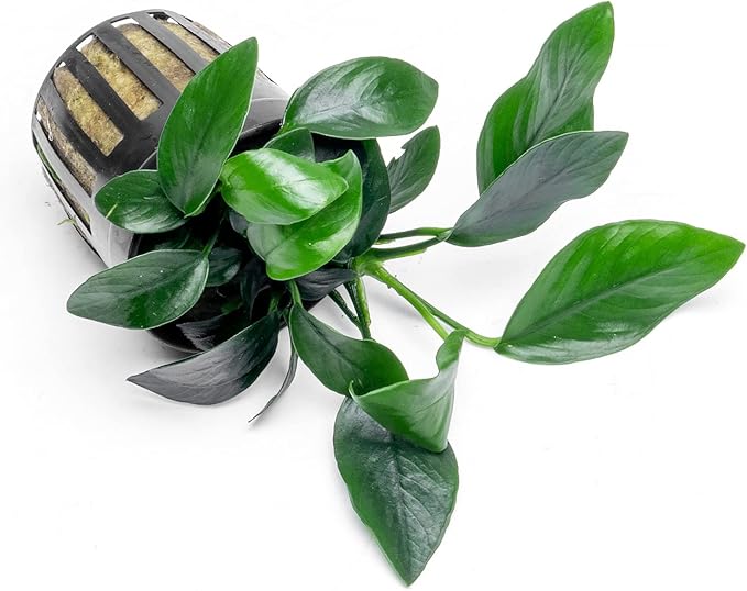 Anubias Live Aquarium Plants - Potted Freshwater Plant for Fish Tanks, Terrariums - Beginner Friendly Low Light (Spear Leaf, 3 Pots)-PawvioPets