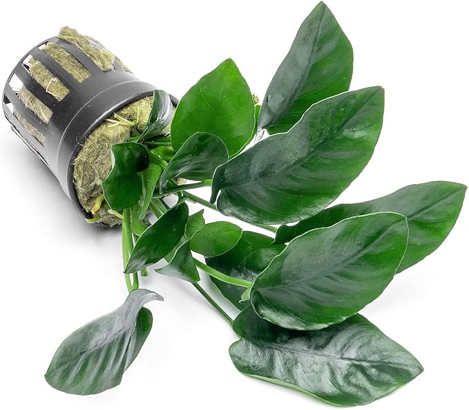 Anubias Live Aquarium Plants - Potted Freshwater Plant for Fish Tanks, Terrariums - Beginner Friendly Low Light (Nana, 5 Pots)-PawvioPets