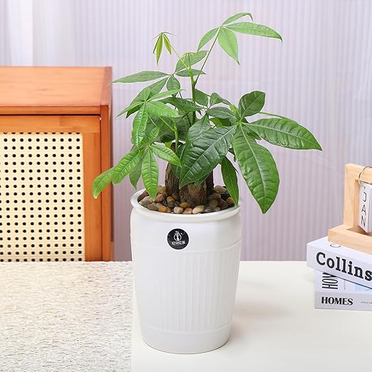 Calofulston 2.2lb Drainage Rocks for Potted Plants, 1/5 Inch Small Pebbles for Plants, Aquarium, Fish Tank, Terrarium, Succulent, Vases, Decorative Pea Gravel, Mixed Color-PawvioPets