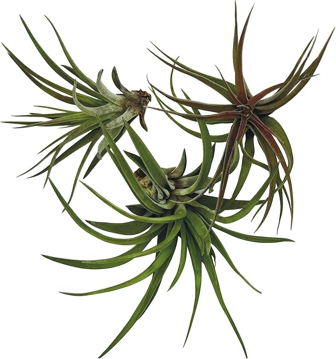 Air Plants - Tillandsia Brachycaulos Abdita, Large 4-6" - 3 ct - Live Arrival Guaranteed - House Plants for Home Decor & Gift-PawvioPets