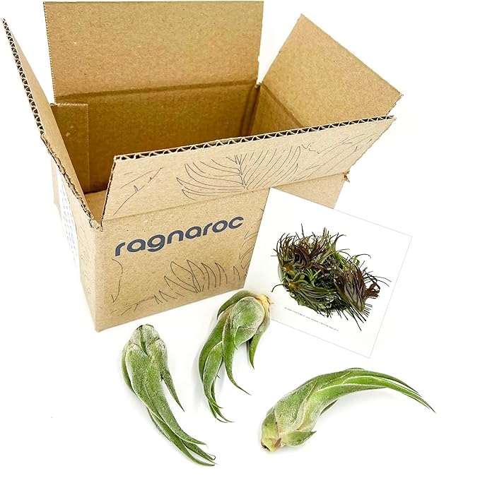 Air Plants - Tillandsia Seleriana, Large 4-6" - 3ct - Live Arrival Guaranteed - House Plants for Home Decor & Gift-PawvioPets