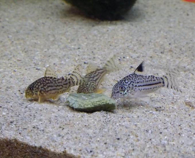 Aquatic Foods Inc. 4-Type Ultra Mix of 1/2" - 12mm Sinking Wafers, Spirulina-Algae, Worm, Shrimp, Intense Color Enhancing Wafers for Plecos, Shrimp, Snails, All Tropical Fish - 1/2-lb-PawvioPets