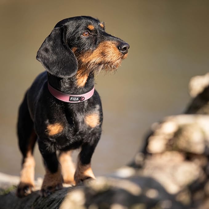 Fida Heavy Duty Dog Collar, Ultra Comfortable Soft Neoprene Padded, Adjustable Reflective Nylon Pet Collar with Durable Metal Belt Buckle for Medium Breeds (M, Pink)-PawvioPets