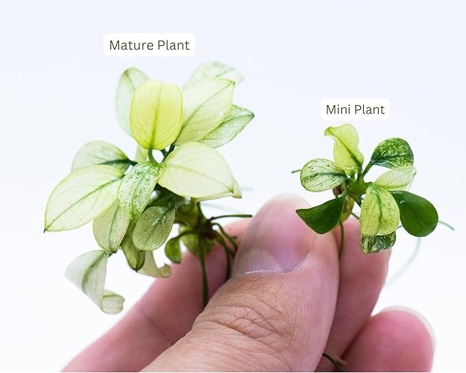 Anubias Nana Petite White Live Aquarium Plant - Rare Aquatic Plant, Perfect for Nano Tanks, Terrariums, Easy Maintenance, Freshwater Aquascaping (3 Mini Loose Plants)-PawvioPets