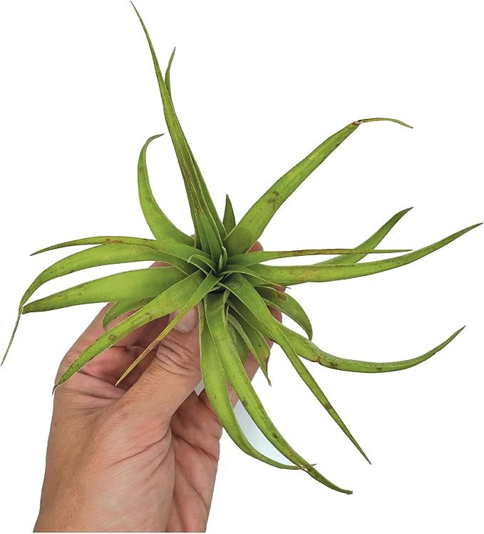 Air Plants - Tillandsia Brachycaulos Multiflora, Jumbo 5-7" - 3 ct - Live Arrival Guaranteed - House Plants for Home Decor & Gift-PawvioPets
