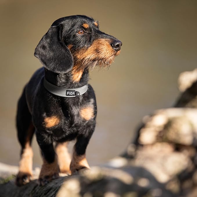 Fida Heavy Duty Dog Collar, Ultra Comfortable Soft Neoprene Padded, Adjustable Reflective Nylon Pet Collar with Durable Metal Belt Buckle for Medium Breeds (M, Grey)-PawvioPets