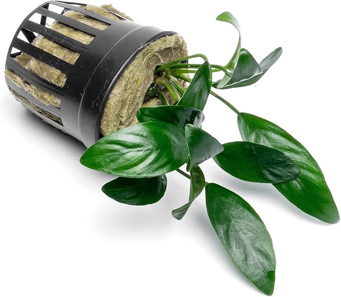 Anubias Live Aquarium Plants - Potted Freshwater Plant for Fish Tanks, Terrariums - Beginner Friendly Low Light (Congensis Mini, 3 Pots)-PawvioPets