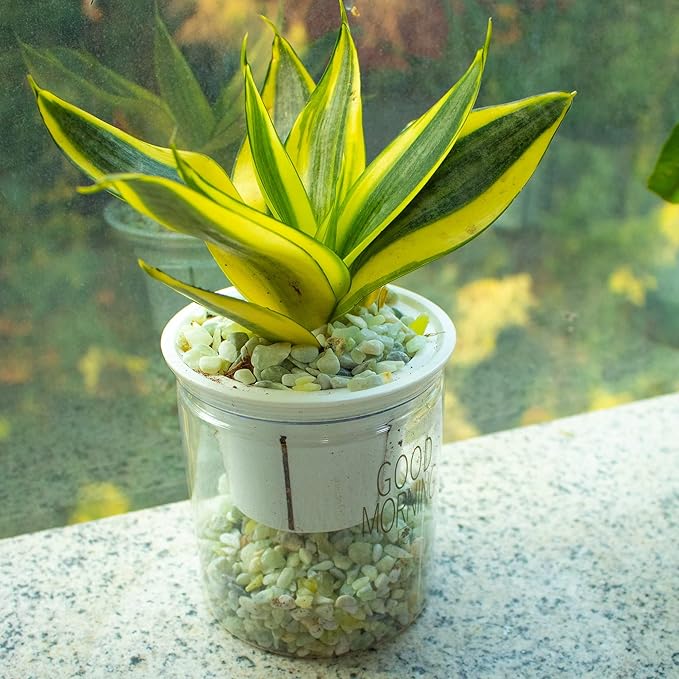 18lb Jade Bean Pebbles,1/4 Inch Cactus Bonsai DIY Rocks, Natural Succulent Rock and River Rocks Decorative for Aquariums, Vases, Terrarium, Outdoor Gardening, Top Dressing for Potted Plants-PawvioPets