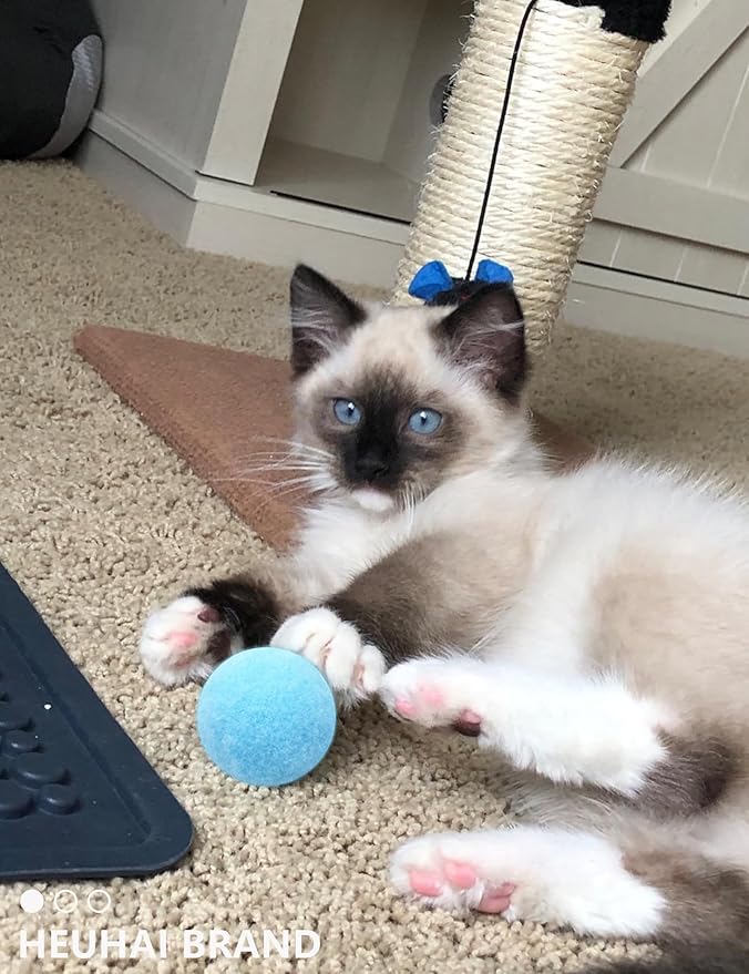 40-Pack Cat Balls – Fun Interactive Toys for Indoor Cats & Kittens (Basic Cat Toy Set)-PawvioPets