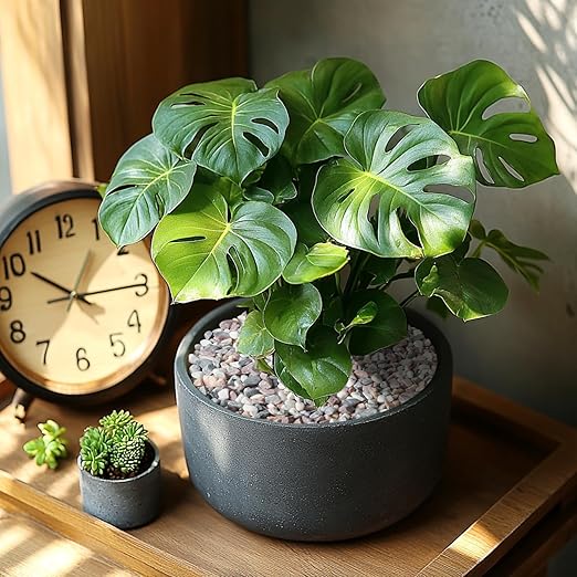 5lbs Natural Gravel Pebbles for Succulents and Cacti, 1/5 Inch Decorative River Stones – Perfect for Vases, Aquariums, Terrariums, and Outdoor Gardening, Mixed Colors (Mixed, 5 Pounds)-PawvioPets