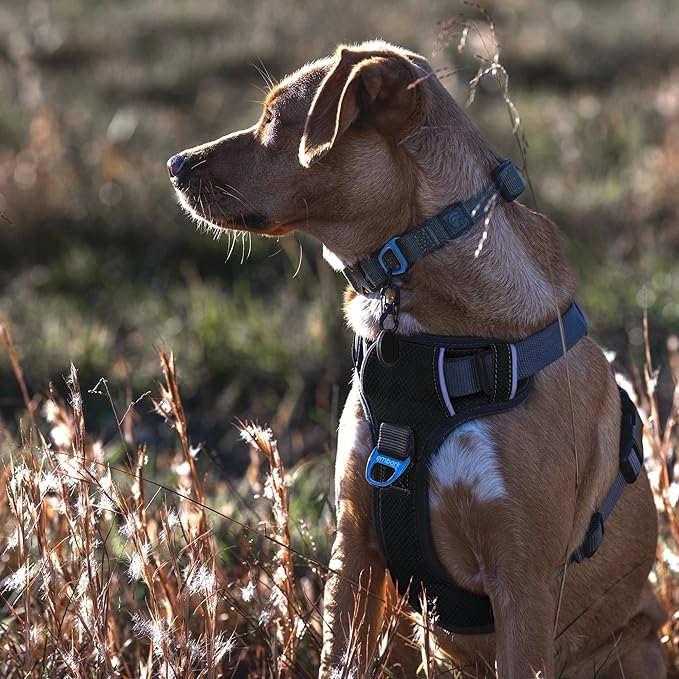 Embark Adventure Dog Harness, Reflective Trim XL Harness for Extra Large Dogs No Pull - Military Grade Nylon, 2 Leash Clips & Gel Lined Handle. Soft & Padded Puppy Dog for Any Breed-PawvioPets