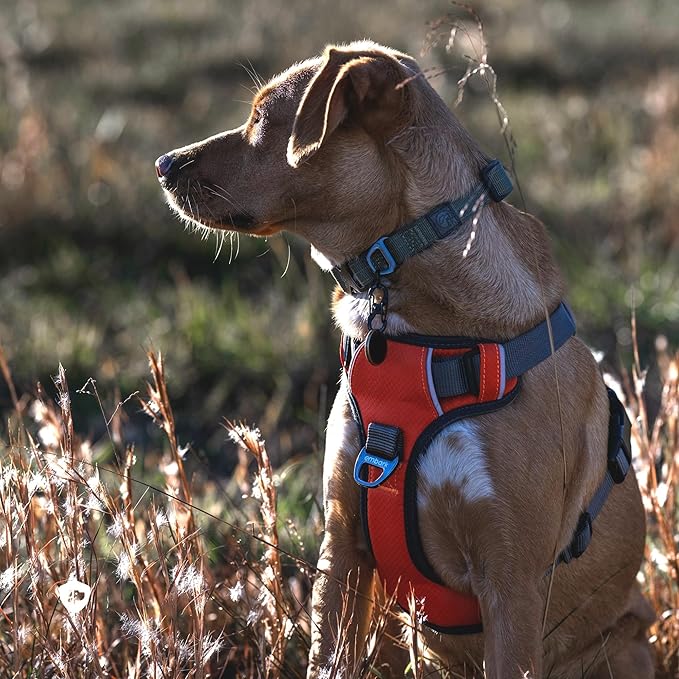 Embark Adventure Dog Harness, Reflective Trim No Pull Dog Harnesses for Small Sized Dogs - Military Grade Nylon, Front Clip with Gel Lined Handle.-PawvioPets