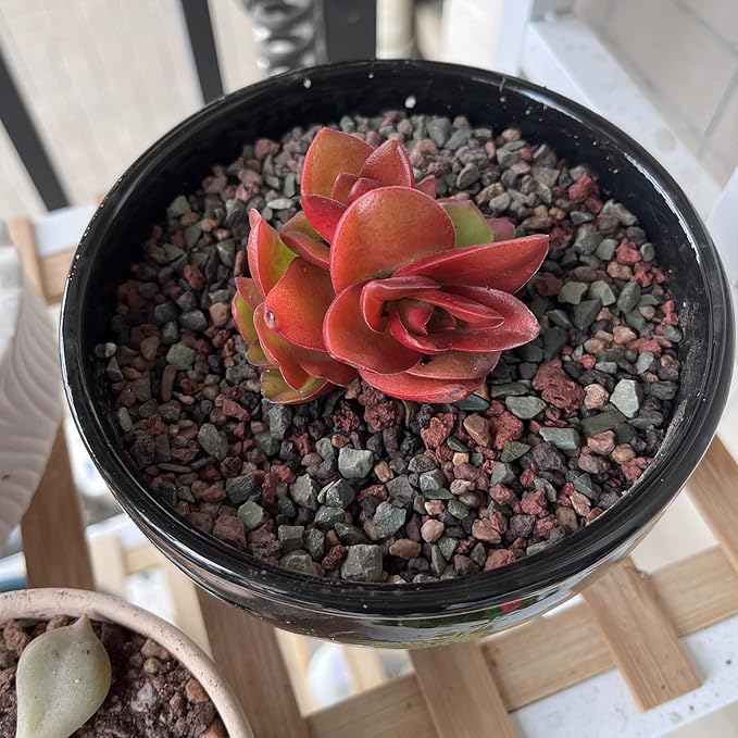 5 lbs Succulent Cactus Soil Potting Mix,1/4 inch Pumice Pebbles Mix Horticultural Lava Rock for Indoor Plants, Bonsai, Orchid-PawvioPets