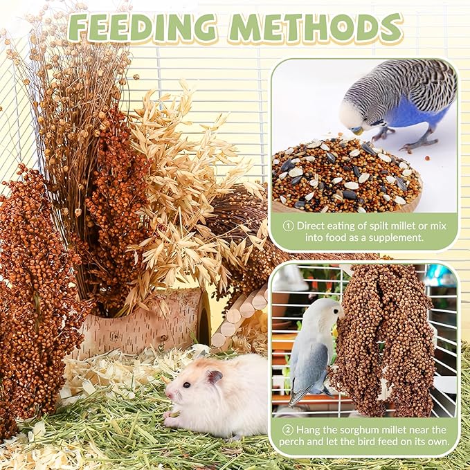 Fhiny Millet Spray for Birds, 6 PCS Natural Sun-Dried Red Sorghum Grain for Birds Seed Original Parrot Treats & Supplement Parakeet Food for Cockatiels Lovebirds Finches Budgies Pigeons Hamsters-PawvioPets