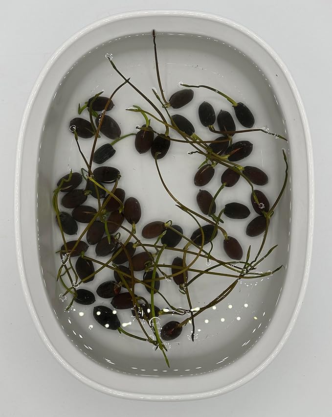 160 Sacred Lotus Seeds for Planting in Water Mixed Flower Color Pink Red White Yellow Multicolor Aquatic Nelumbo nucifera Bonsai Bowl Lotus Seed Lily Ponds Feature Water Gardens (160, Lotus Seed)-PawvioPets