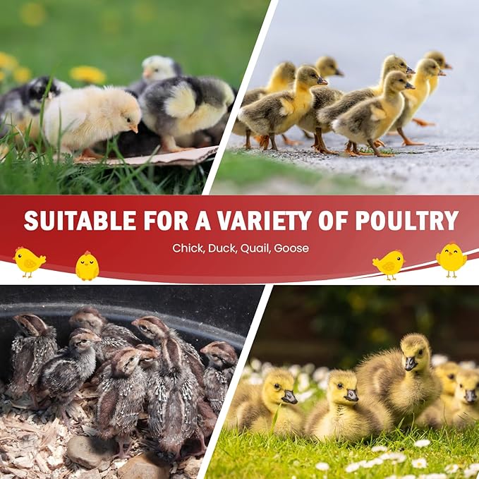 Brooder Box for Chick Starter Kit - Brooder Pen/Baby Chicken Supplies Brooder Box with Ideal Size Brooding Up to 15 Baby Chick, Duck and Quail-PawvioPets