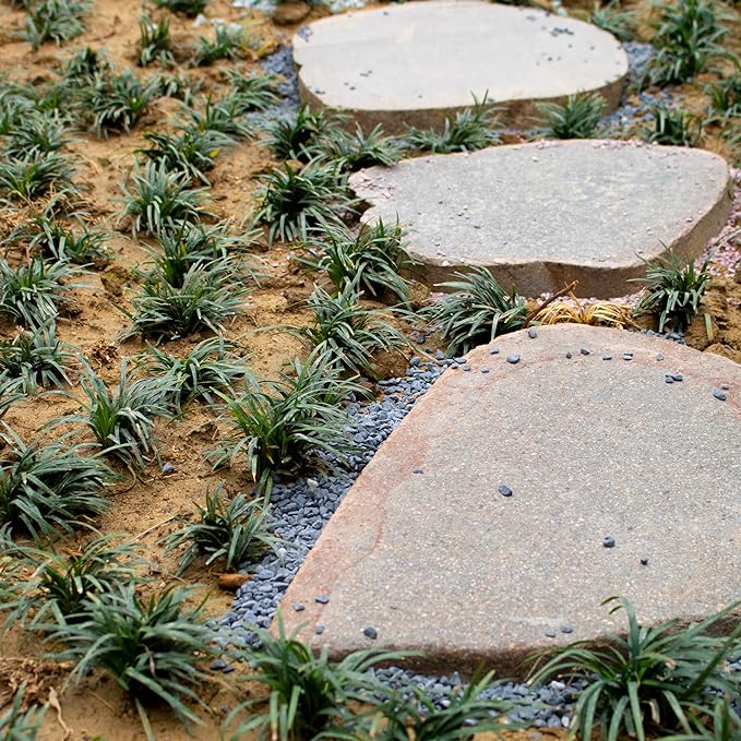 3lb Black Cactus Pea Gravel Rocks,1/4 Inch Pebbles for Indoor Plants, Natural Succulent Rock and River Rocks Decorative for Aquariums, Vases, Outdoor Gardening, Top Dressing for Potted Plants-PawvioPets