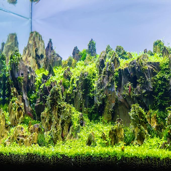 6-8 Inches Natural Dragon Stone 6 PCS Aquarium Rocks for Aquascaping, Aquarium Landscaping, Terrariums, Fish Tank Decoration, Vivariums, Paludarium, Reptile and Amphibian Enclosures-PawvioPets