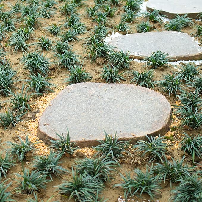 18lb Cactus Pea Gravel Rocks,1/5 Inch Pebbles for Indoor Plants, Natural Succulent Rock and River Rocks Decorative for Aquariums, Vases, Terrarium, Outdoor Gardening, Top Dressing for Potted Plants-PawvioPets