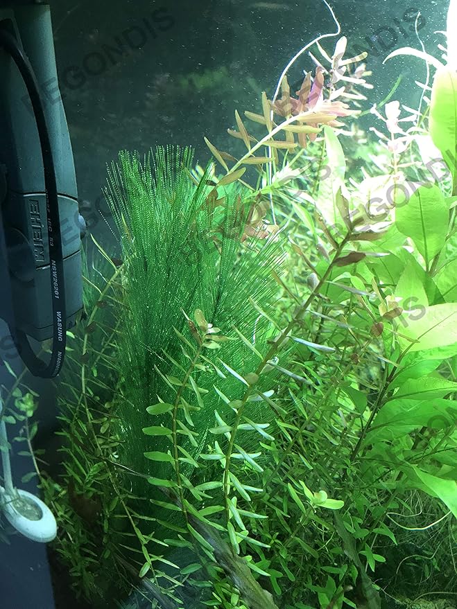 BEGONDIS Aquarium Decorations 5Pcs Fish Tank Artificial Green Water Plants Made of Silk Fabrics Plastic-PawvioPets