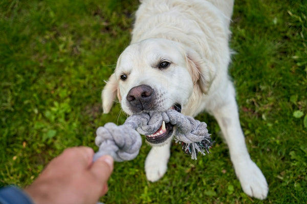The Best Toys for Dogs and Cats to Keep Them Active and Healthy