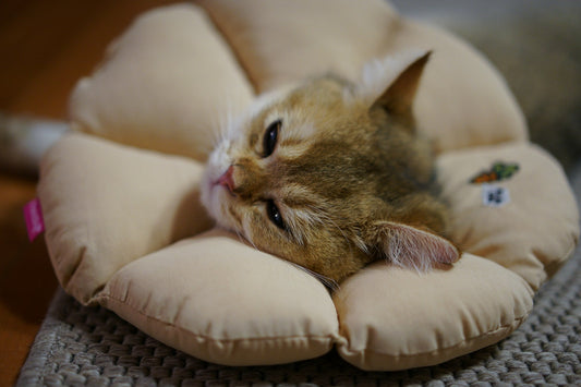 The Ultimate Guide to Choosing Safe and Healthy Pet Supplies for Your Cat