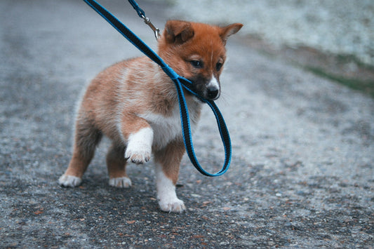 Must-Have Pet Products Every Dog Owner in the U.S.