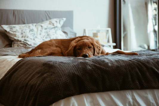 How to Choose the Right Bed for Your Petās Comfort and Health