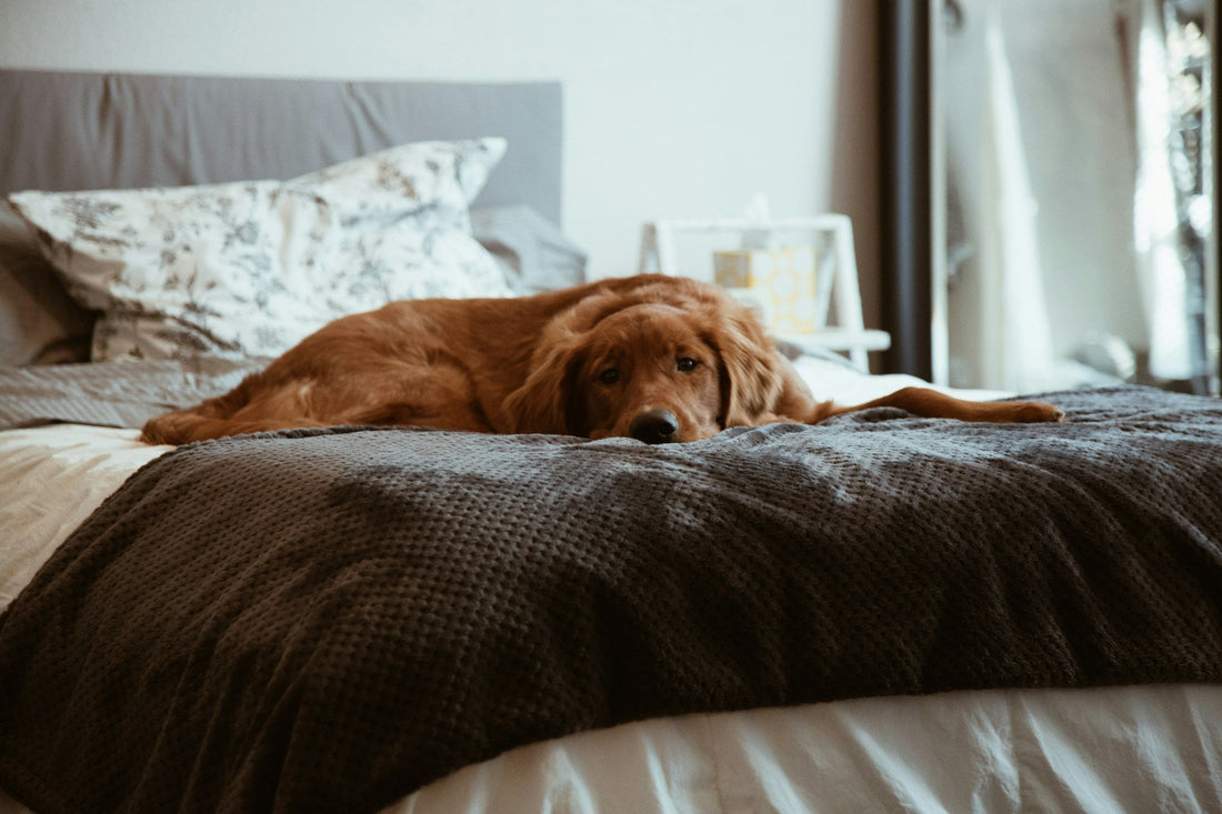 How to Choose the Right Bed for Your Pet’s Comfort and Health