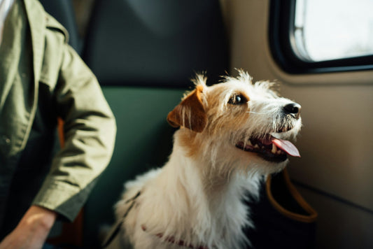 How to Travel Safely and Comfortably with Your Pet: A Complete Guide