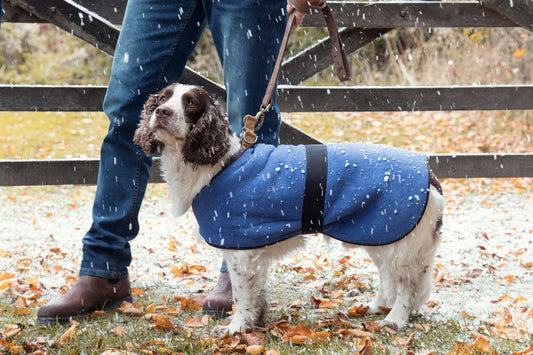 How to Keep Your Pet’s Coat Shiny, Healthy, and Clean Year-Round