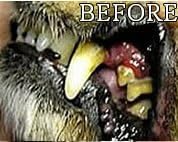 Gel with Wild Salmon Oil. As Seen On TV Pet Dental, Don't Mess with Harsh Chemicals in Your pet's Food or Water, Simply Swipe on Teeth and Your pet's Teeth and Gums Will Improve.-PawvioPets