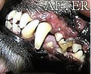 Gel with Wild Salmon Oil. As Seen On TV Pet Dental, Don't Mess with Harsh Chemicals in Your pet's Food or Water, Simply Swipe on Teeth and Your pet's Teeth and Gums Will Improve.-PawvioPets