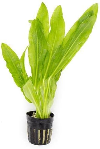 Echinodorus Major Ruffle Sword Live Plant for Freshwater Aquariums, Natural Fish Tank Decorations, and Aquatic Decor (1 Pot (2-3 Plants))-PawvioPets