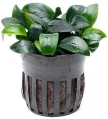 Anubias Live Aquarium Plants - Potted Freshwater Plant for Fish Tanks, Terrariums - Beginner Friendly Low Light (Nana Bonsai, 1 Pot)-PawvioPets
