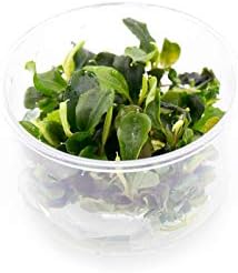 Bucephalandra sp. 'Green Wavy' in Vitro Tissue Culture Cup-PawvioPets